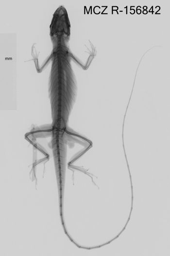 Media type: image;   Herpetology R-156842 Aspect: dorsoventral x-ray